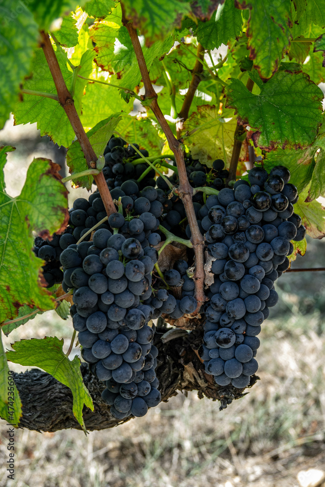 grappe de raisin noir sur la vigne