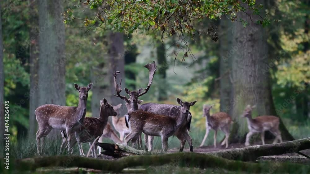 Fallow buck calling in the forest with a female herd, rutting time, rutting place, autumn, north rhine westphalia, (dama dama), germany Fallow buck calling in the forest with a female herd, rutting time, rutting place, autumn, north rhine westphalia, (dama dama), germany