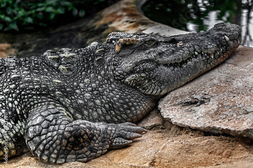 Siam crocodile near the pond. Latin name - Crocodylus siamensis