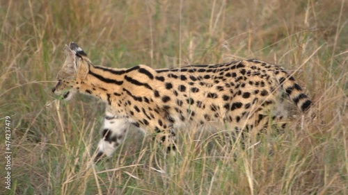  Close up of serval cat walking in the grass. photo