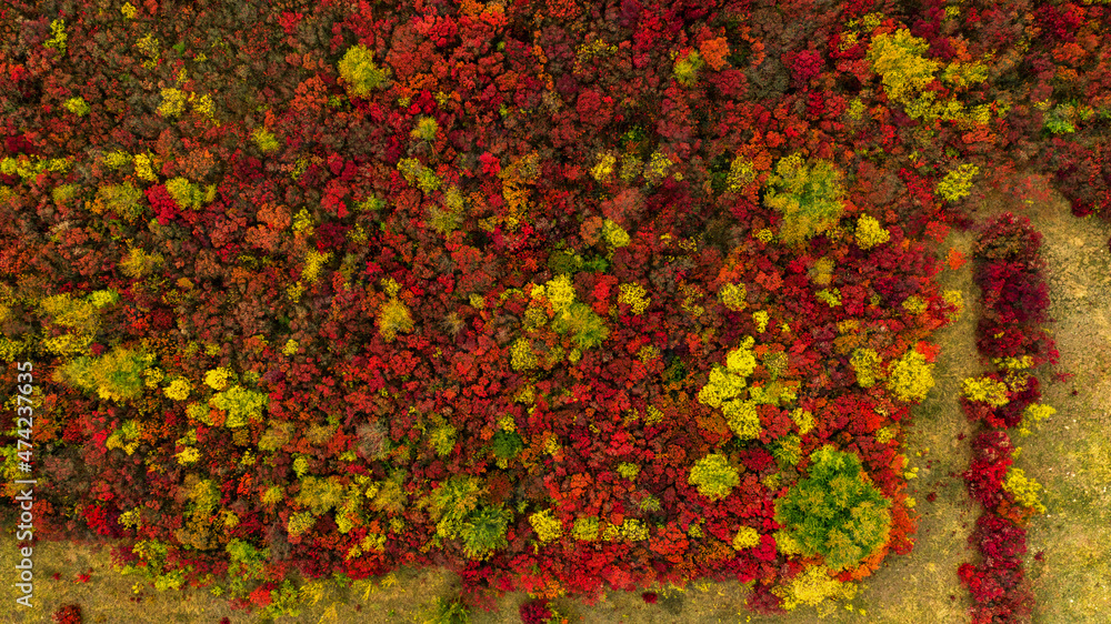 Orange and red autumn forest, many trees on the hills. Colored background.