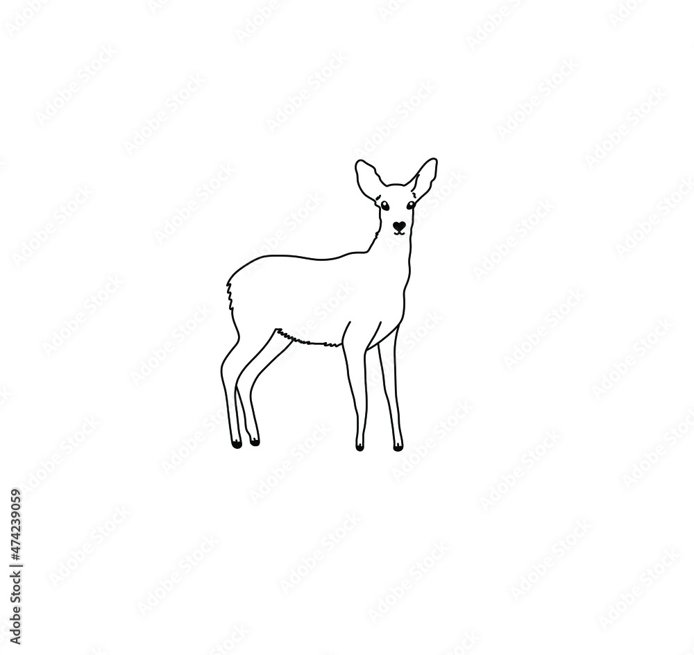 Vector isolated deer without horns contour line drawing. Colorless ...