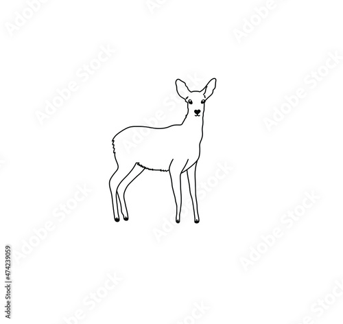 Vector isolated deer without horns contour line drawing. Colorless black and white female deer silhouette hand drawn. 
