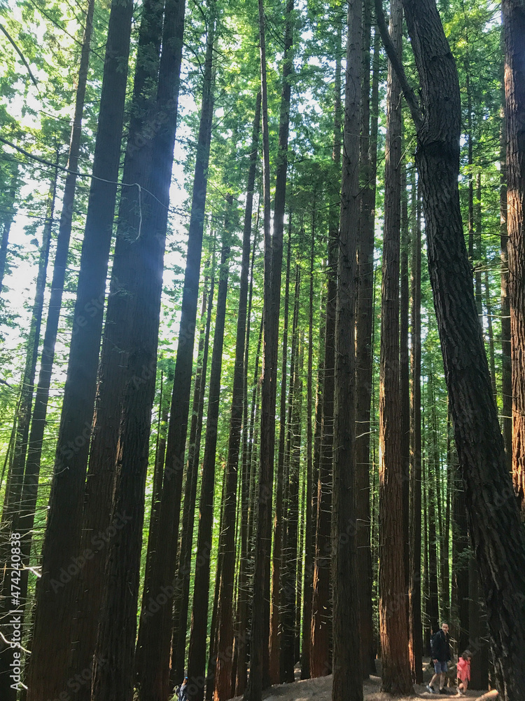 trees in the forest