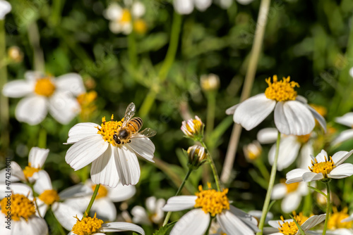 A nice bee looking for nectar on wild daisy flowers. Pollination