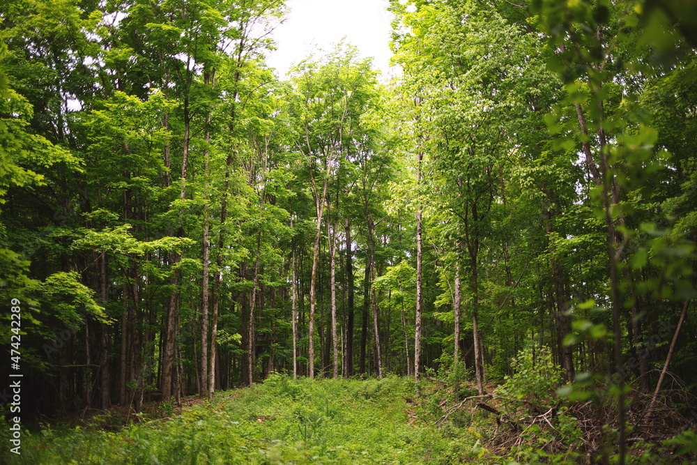 Trees in the Canadian forest. Nature and wildlife in Ontario, Canada. Trees in the Canadian forest. Nature and wildlife in Ontario, Canada.
