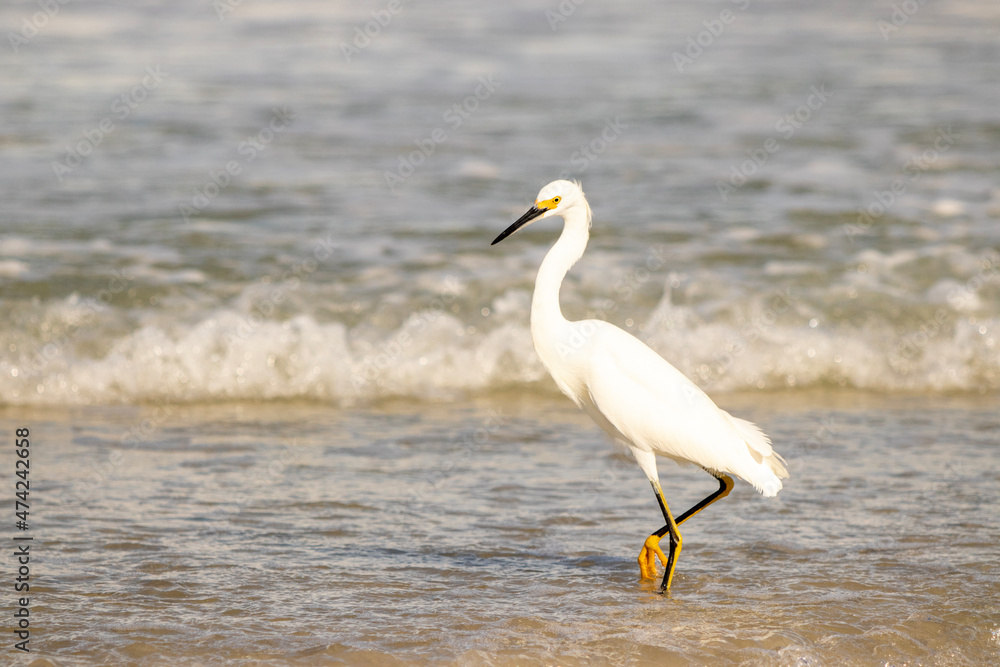 A Snowy Egret wading in the surf of a hot beach.