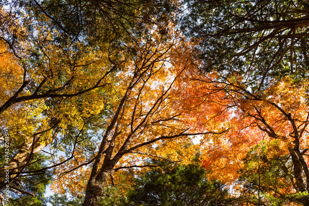 Low angle of autumn plant tree Low angle of autumn plant tree