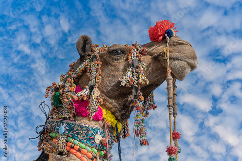 Decorated camel head in desert Thar during the annual Pushkar Camel Fair near holy city Pushkar, Rajasthan, India