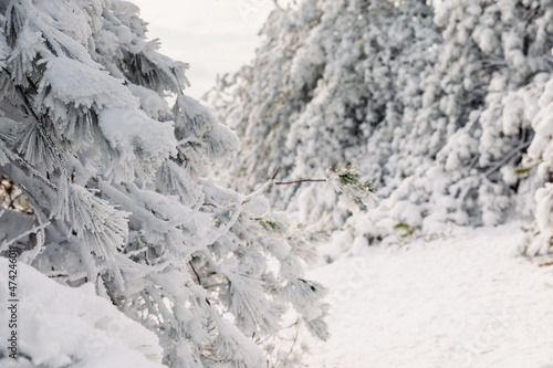 Wallpaper Mural Winter forest with snowy trees. Frozen landscape with snow in sunny day. Christmas time Torontodigital.ca