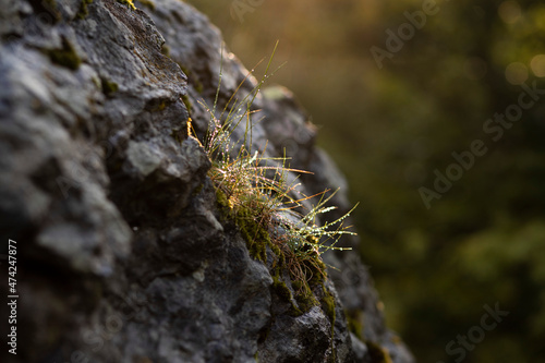 Close-up Of Grass Growing On Rock