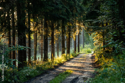 A path winding through a pine forest. Sun rays breaking through the trees.