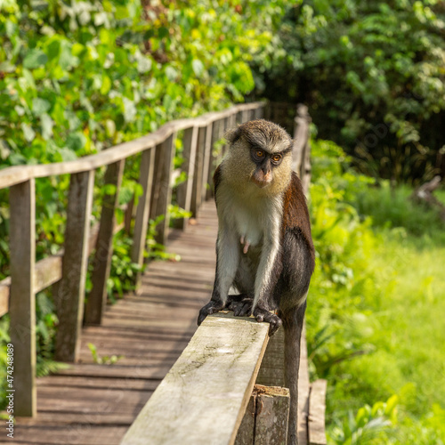 Mona Monkey at Lekki Conservation centre. The centre is located in Lekki Peninsula in Lagos, Nigeria. The peninsula was created to preserve the vegetation and animals of the area. 