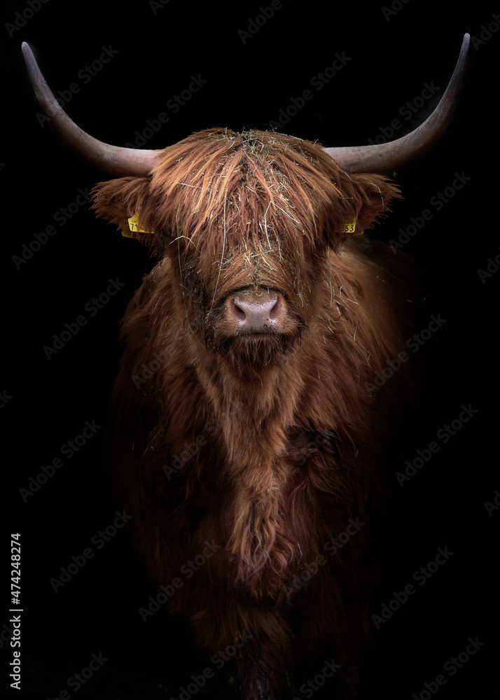 portrait of  scottish highland cow with a dark backdrop - obrazy, fototapety, plakaty 