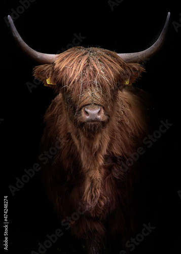 portrait of  scottish highland cow with a dark backdrop