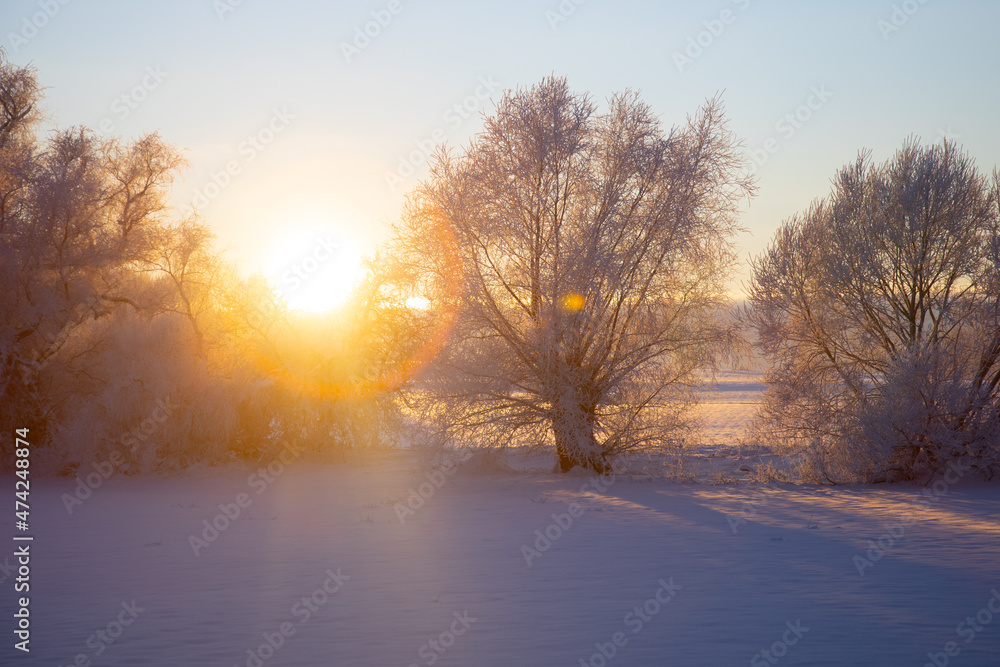 The sun shines on the trees in winter The sun shines on the trees in winter