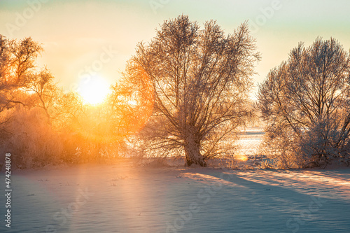The sun shines on the trees in winter © Emvats