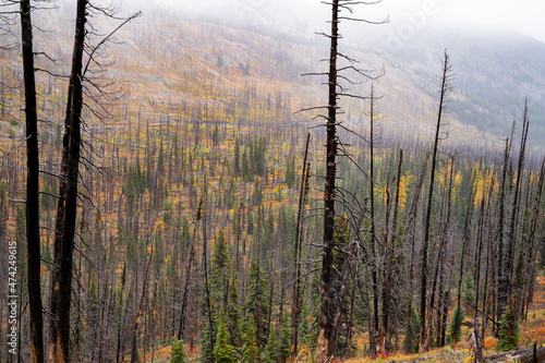 Fog and burned trees in the subalpine mountains photo