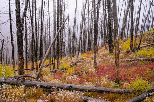 Burned trees from wildfire with fall colors photo