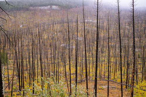 Burned trees from a wildfire in the north cascades