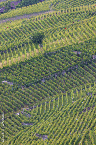 lines formed by green vineyards