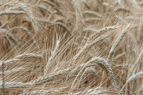 Wheat field closeup in Austrian village in summer.