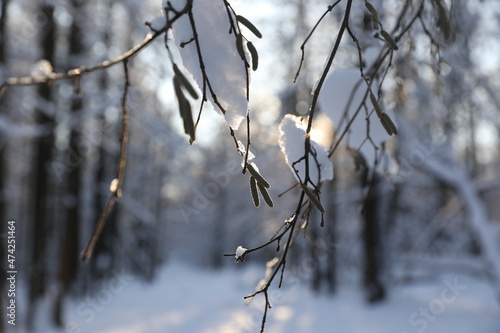 Winter forest on a cold sunny day