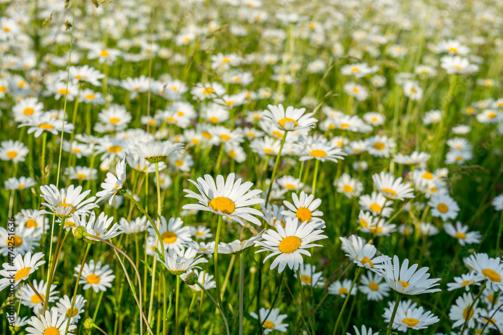 Fototapeta premium Field daisies