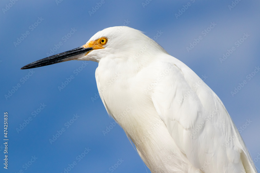 Snowy Egret perched and watching the beach. Closeup view of this magnificent bird. Snowy Egret perched and watching the beach. Closeup view of this magnificent bird.