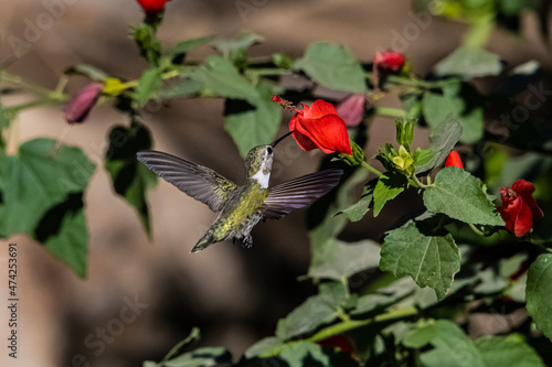 Costa's Hummingbird (Calypte costae) in Flight, Feeding on Wax Mallow (Malvaviscus arboreus) Blooms photo