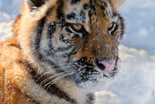 The face of a young tiger is covered with sparkling snow.