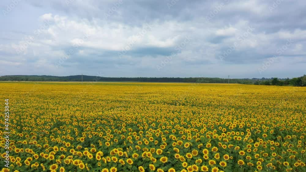 field of sunflowers aerial shot field of sunflowers aerial shot