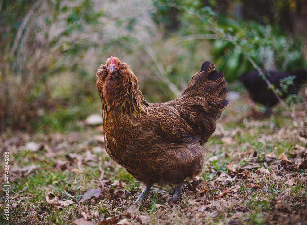 Americauna hen looking at camera Americauna hen looking at camera