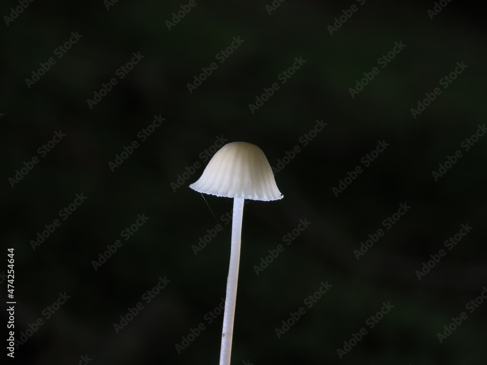 white lonely ancestor in the dark white lonely ancestor in the dark