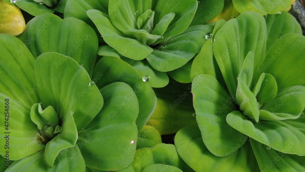 Fototapeta premium pistia plants with water drops