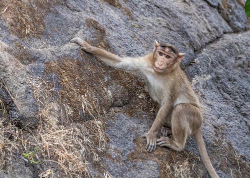 Monkey climbing on a rock