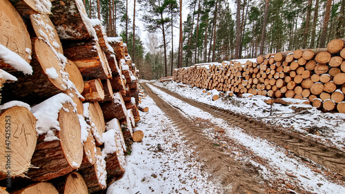 Wycinka drzew zimą w lesie, ścięte pnie drzew ułożone przy drodze przysypane śniegiem.