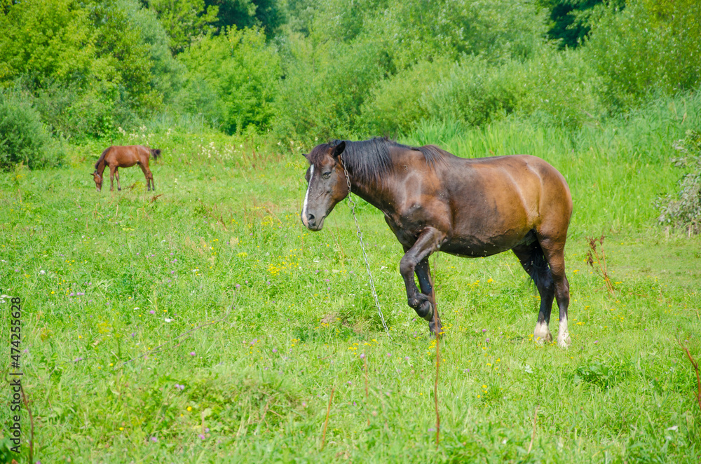 two horses grazing