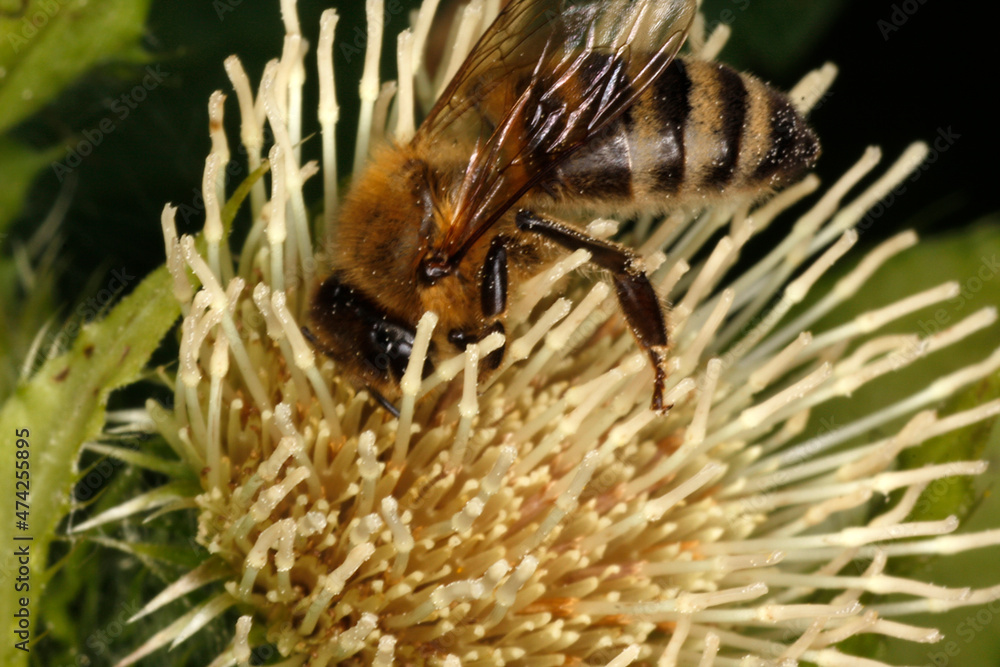 Honigbiene auf einer Kohldistel. Sie suchen dort Nektar und Pollen. Thueringen, Deutschland, Europa  -- Honey bee on a cabbage thistle. They are looking for nectar and pollen there. Thuringia, Germany