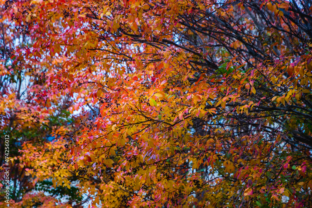 Beautiful and colorful leaves Beautiful and colorful leaves