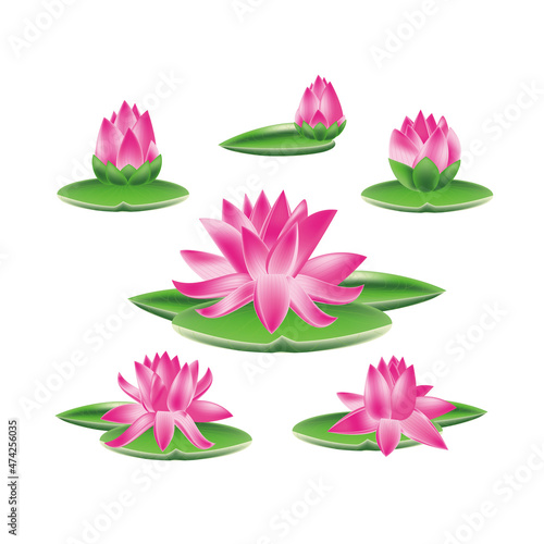 a set of colors. lilies on the leaves. on a white background