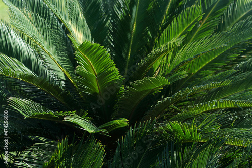Fototapeta Naklejka Na Ścianę i Meble -  Green branches of a Palm tree. Incredibly beautiful green natural background. Beauty in nature. Close-up of a Palm tree. Beautiful palm tree in Turkey. Leaves shimmering in different shades in the sun
