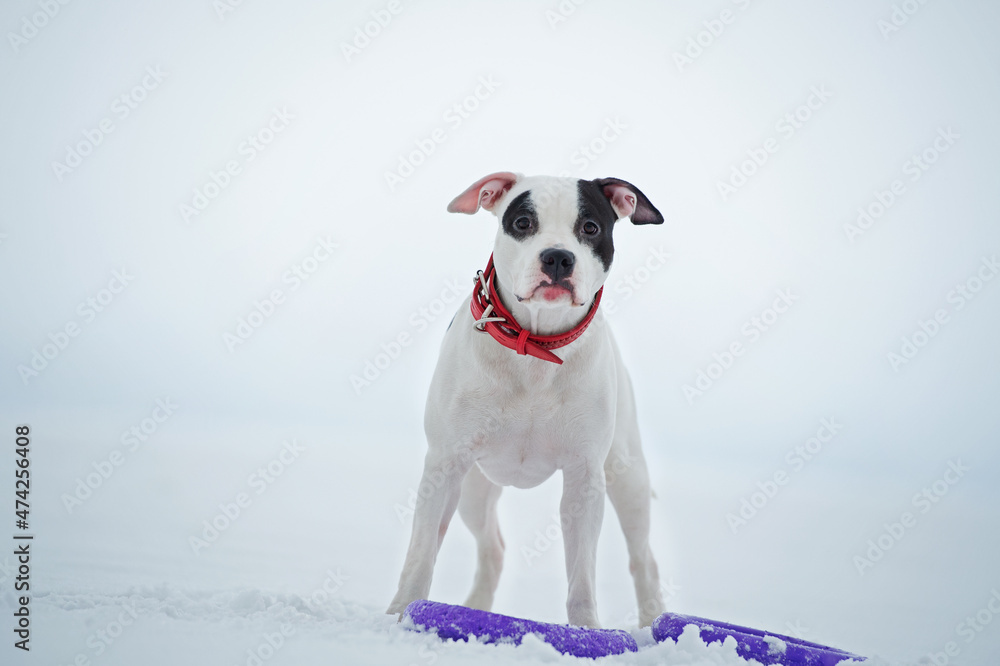 portrait of white staffordshire terrier with toy posing at snowing gulf. winter