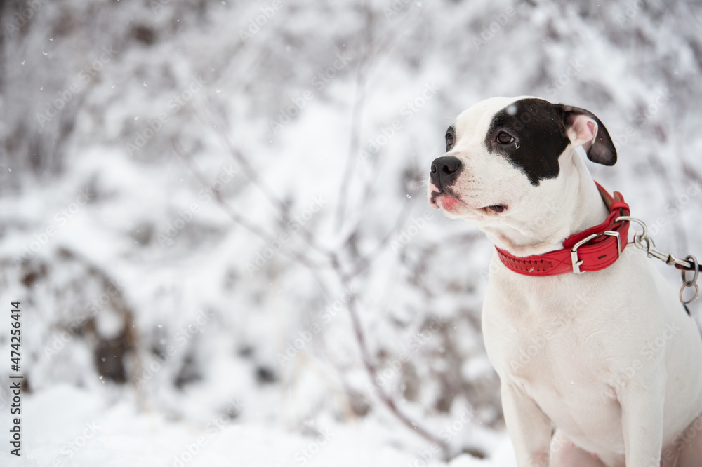 portrait of white staffordshire terrier posing at snowing forest. winter