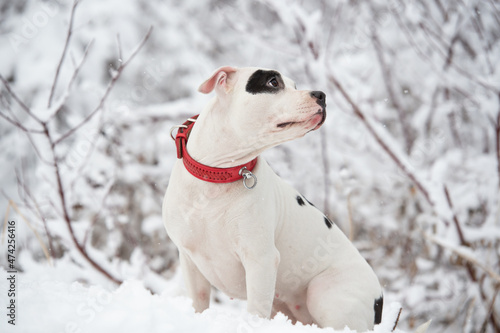 portrait of white staffordshire terrier posing at snowing forest. winter