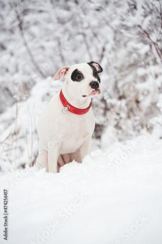 Fototapeta Naklejka Na Ścianę i Meble -  portrait of white staffordshire terrier posing at snowing forest. winter