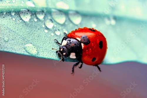 Fotomurale Extreme macro shots, Beautiful ladybug on flower leaf defocused background