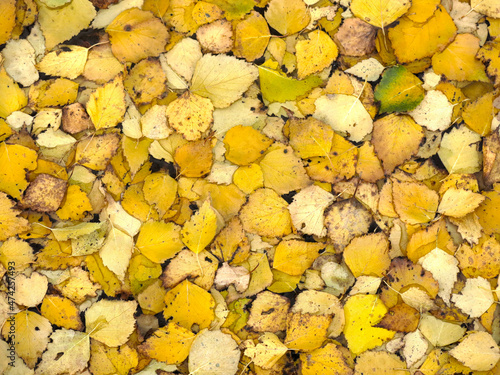 yellow autumn leaves lie on the ground and look like gold coins