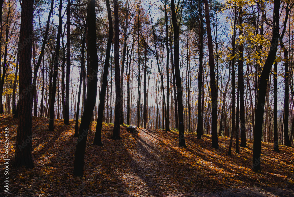 Fototapeta premium autumn in the forest