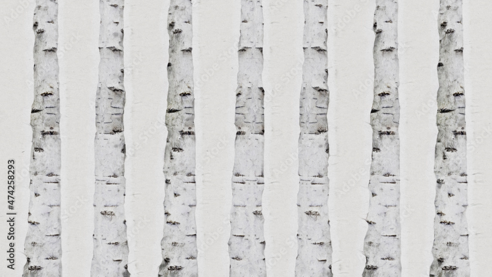 Silver Birch Illustration. Nature Background. Stock Illustration